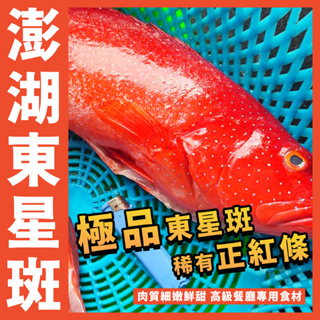 【鮮煮義美食街】澎湖野生東星斑(正紅條)／800~1000g／紅石斑／石斑／紅鰷／虎條／星斑／野生手釣