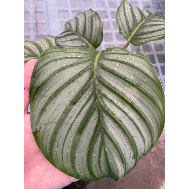 Calathea orbifolia 青蘋果竹芋