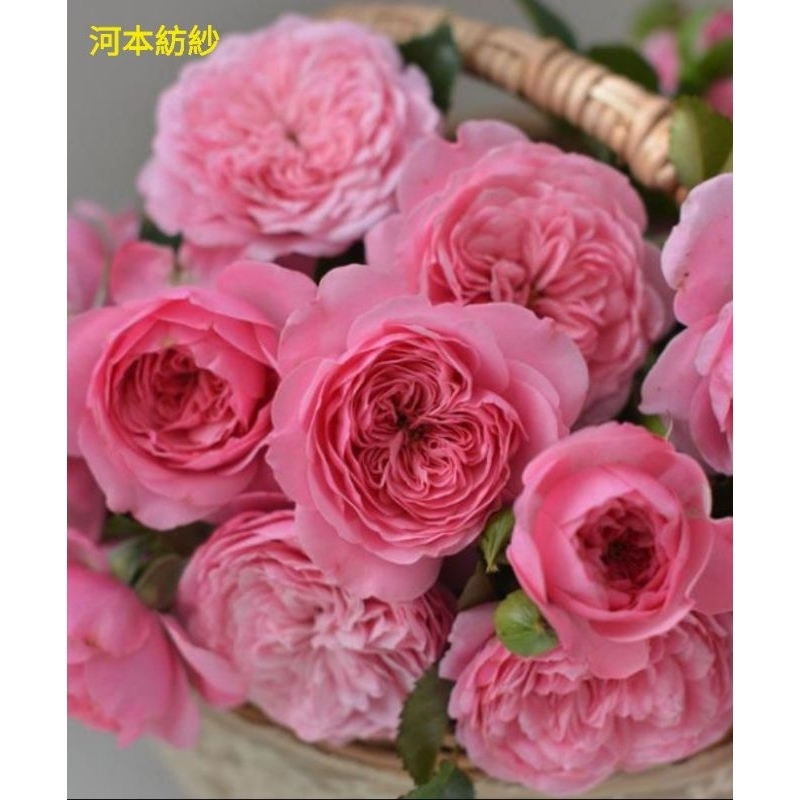玫瑰天地 3吋品種玫瑰苗 一箱最多8盆 河本紡紗