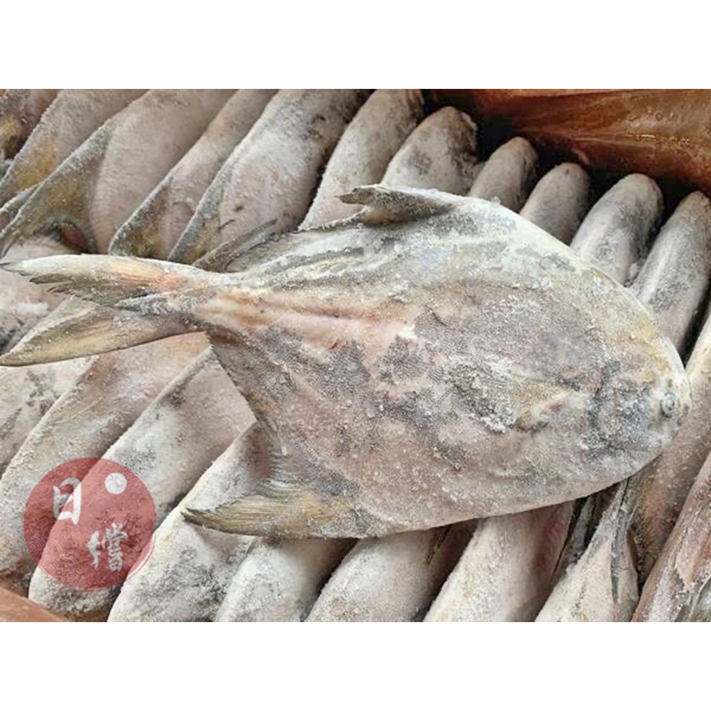 【日鱨食鋪】野生白鯧魚 400-500g #海鮮 #捕撈速凍 #鎖住美味