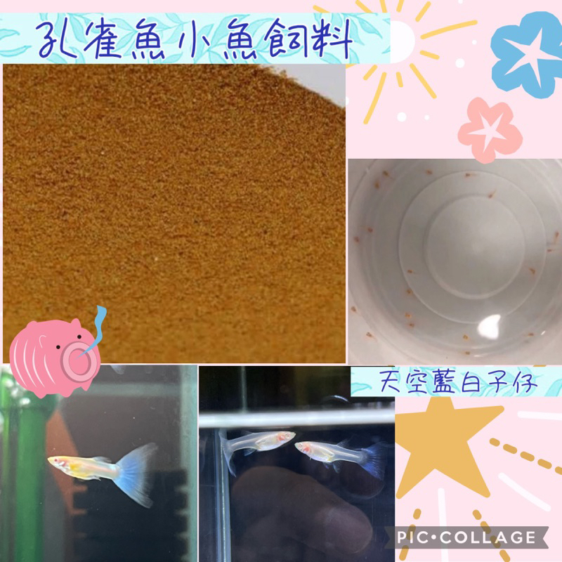 孔雀魚小魚飼料 天空藍白子