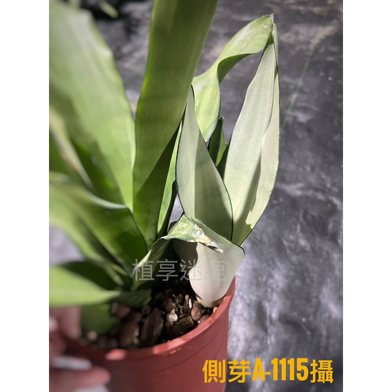 ［植享迷鹿］ 銀后虎尾蘭 - 現拆側芽