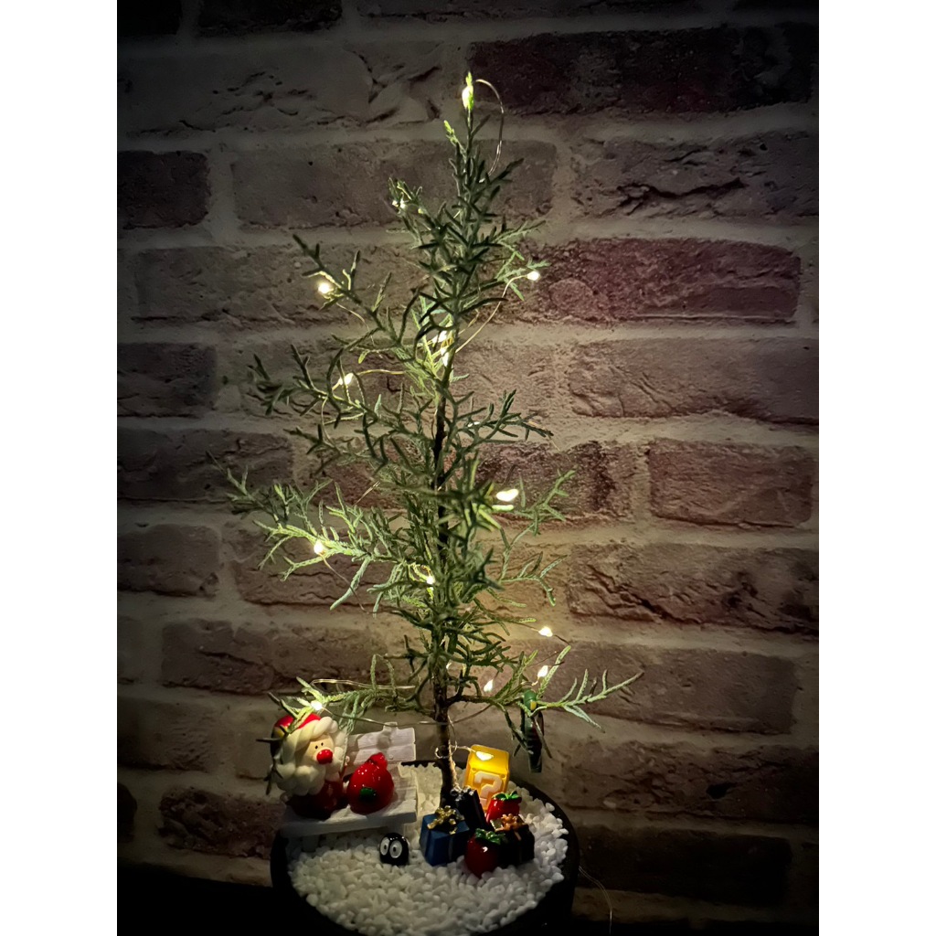 【安舶園藝】藍冰柏，20~30cm，聖誕樹、聖誕禮物、桌上小物、微景觀