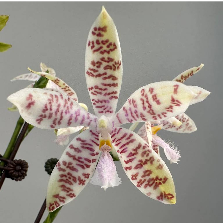 原生種蝴蝶蘭 Phal. hieroglyphica 象形文字，1.7吋實生苗