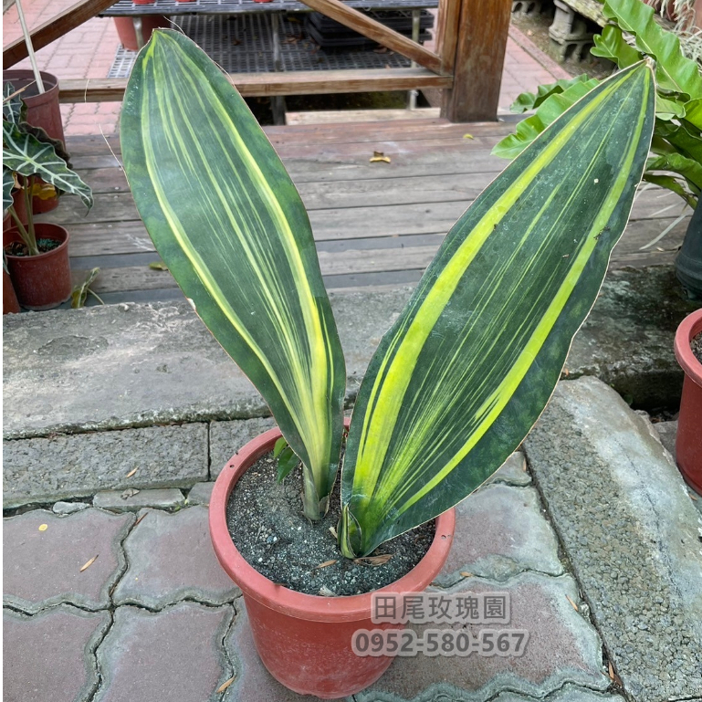 田尾玫瑰園 l 寬葉寶扇虎皮蘭、虎尾蘭【7吋盆 高度約40cm】(植物眾多歡迎聯繫客服) 田尾在地商家