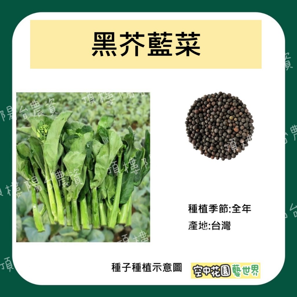 【台灣出貨 電子發票】黑芥藍菜種子 11g(約2000顆) 田園 農夫 種菜 芥藍 菜籽 空中花園藝世界
