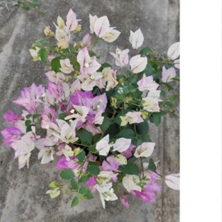 特殊品種7吋/8吋特大盆<末代黃帝/花色多晴多變>唯美仙系 藤系 九重葛/三角梅 一盆一枝樹枝苗 植栽盆栽花盆好心情