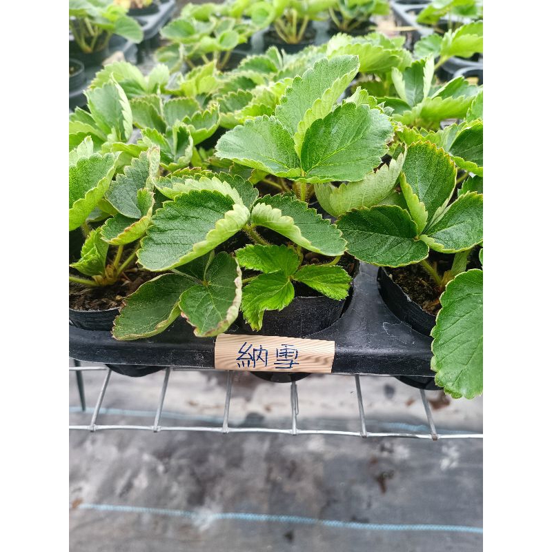 納雪三吋盆白色草莓苗(如需購買沃鬆培養土 運送方式請幫我改為賣家宅配)