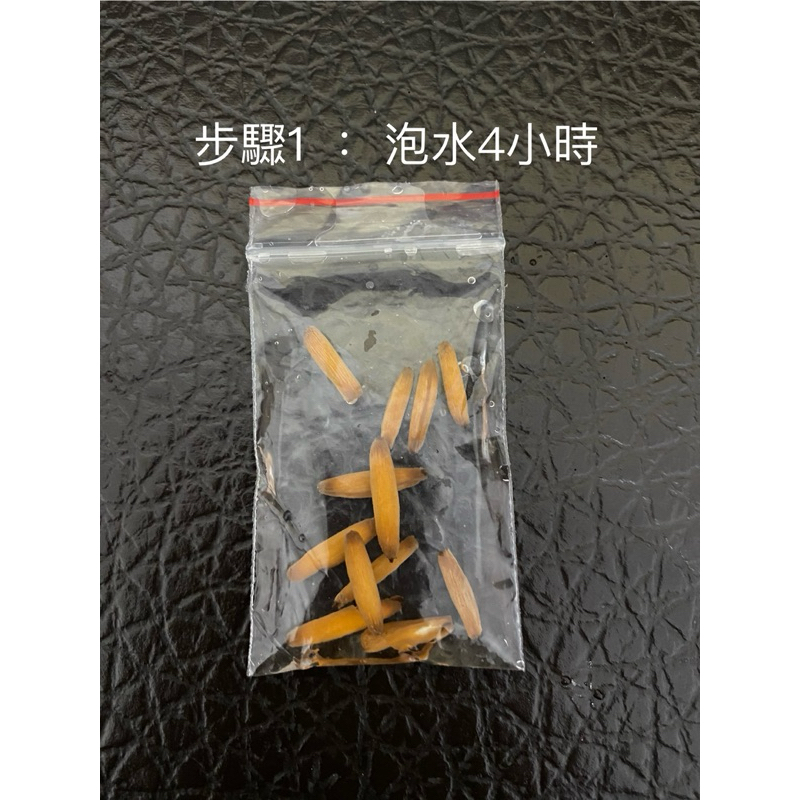 重瓣+單瓣 沙漠玫瑰種子。100顆