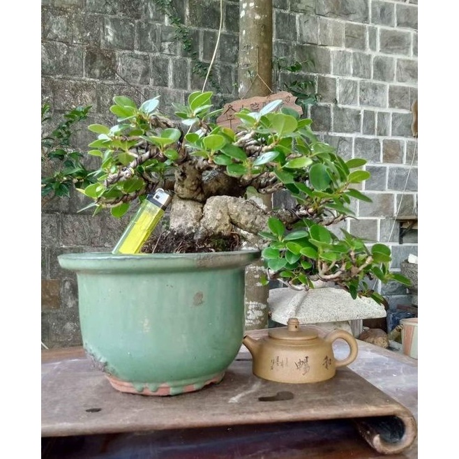 151G#-藏家釋出40幾年樹齡老「圓榕（綠島榕）」收藏級極品盆栽