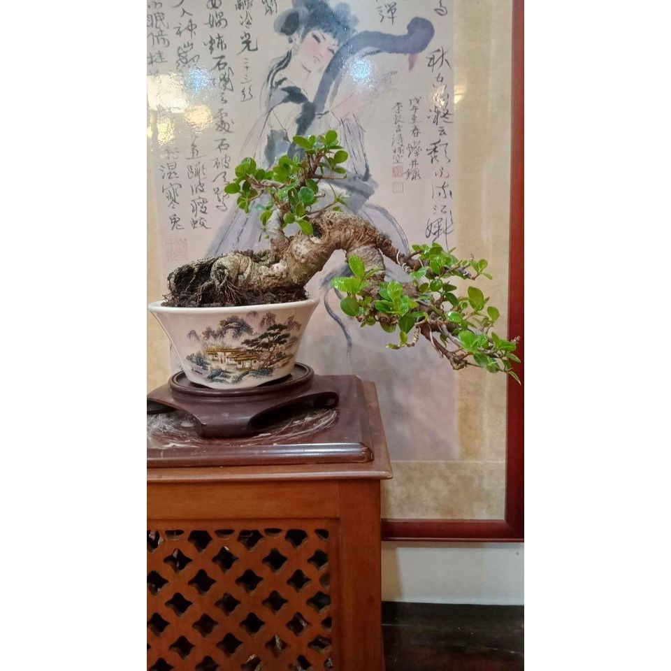 106G-藏家釋出38年樹齡老「圓榕（綠島榕）」收藏級極品盆栽