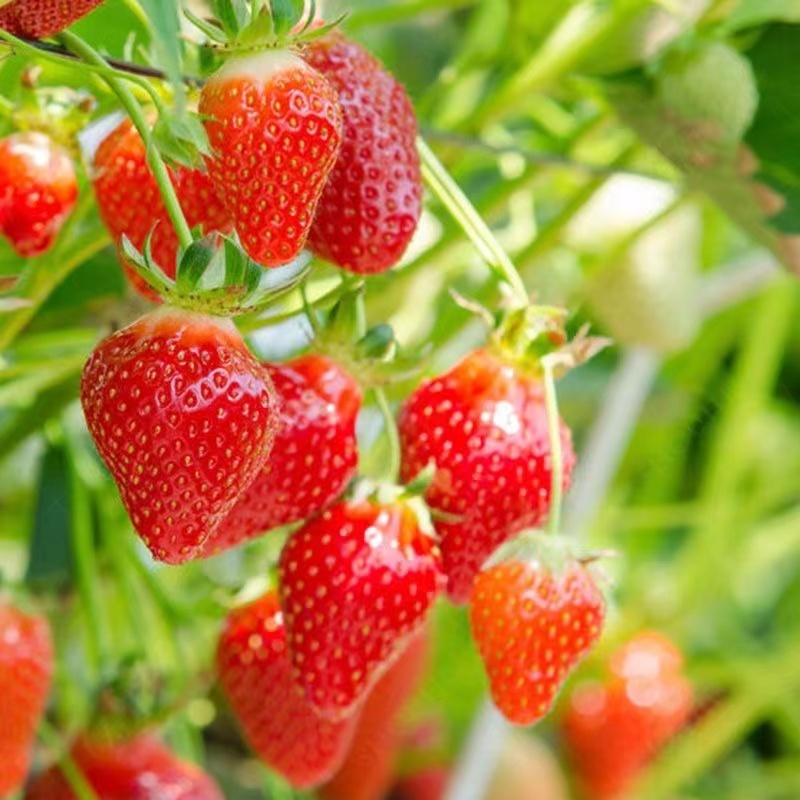 🍓🍓【草莓種子】超多款 水果種子 草莓種子 紅顏草莓 奶油草莓 黃心草莓 爬藤草莓 可食用四季開花結果 盆栽地栽陽台