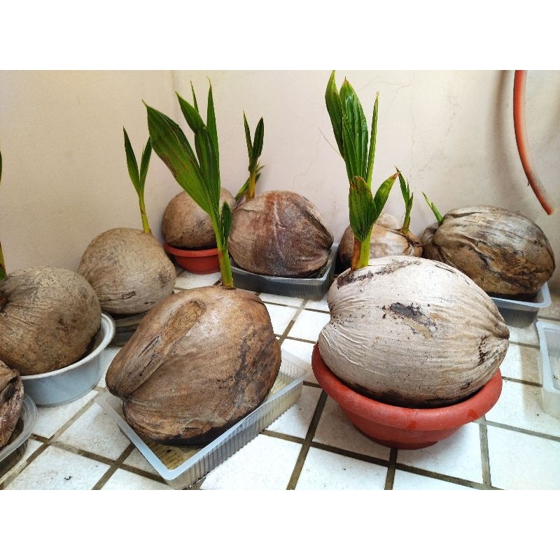 椰子苗、椰子、老椰子、可種植可觀賞