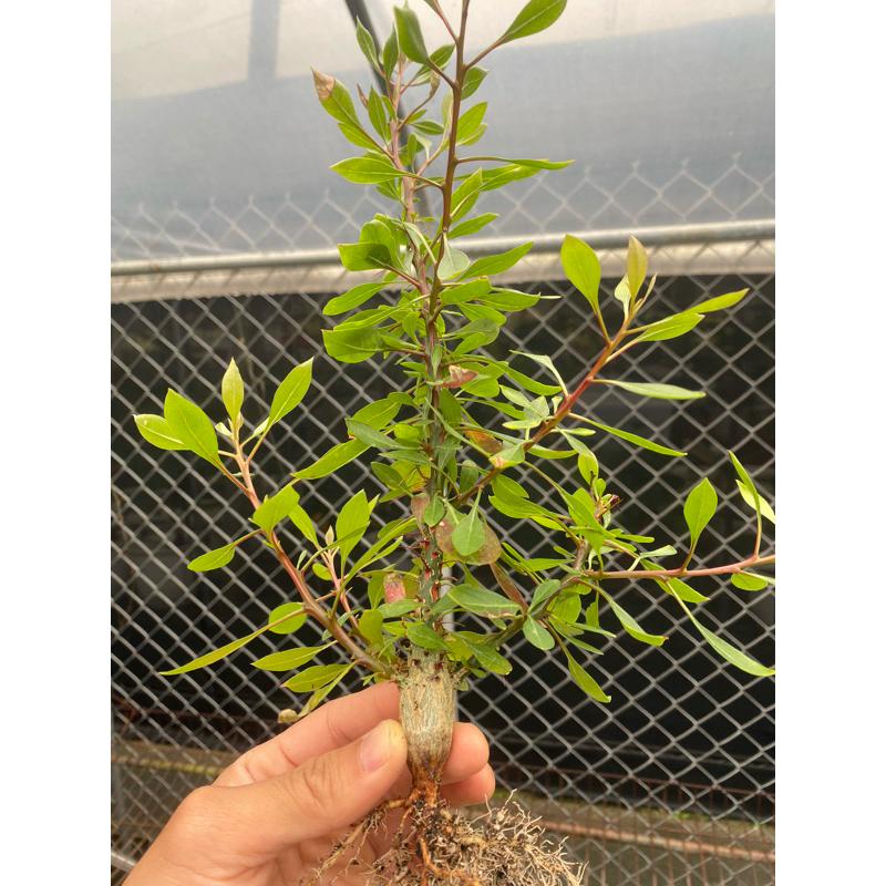 【簇生福桂樹】Fouquieria fasiculata/實生/種子實生/塊根植物/福貴樹
