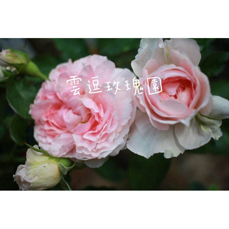 雲逗玫瑰園🌹巨型花.幽香切花品種.miranda米蘭達玫瑰花🌹（使用玫瑰專用土）月季玫瑰