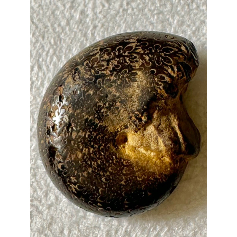 [菊石化石]褐鐵礦化菊石-L015-摩洛哥化石
