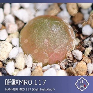 肉錐種子 磨砂 哈默燈泡MRO.117 哈默燈泡1425.68 種子種子 多肉種子