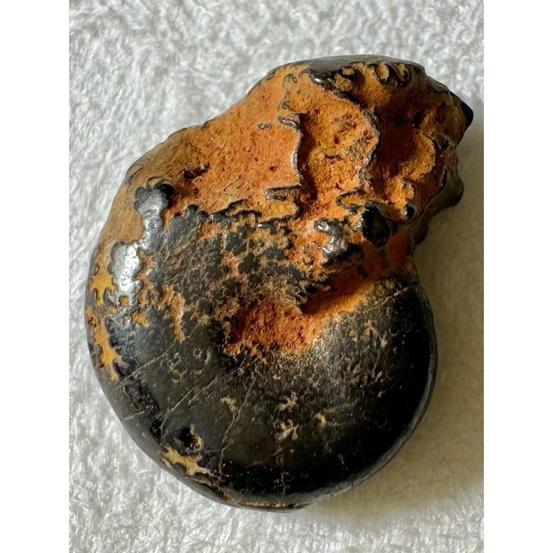 [菊石化石]褐鐵礦化菊石-L017-摩洛哥化石