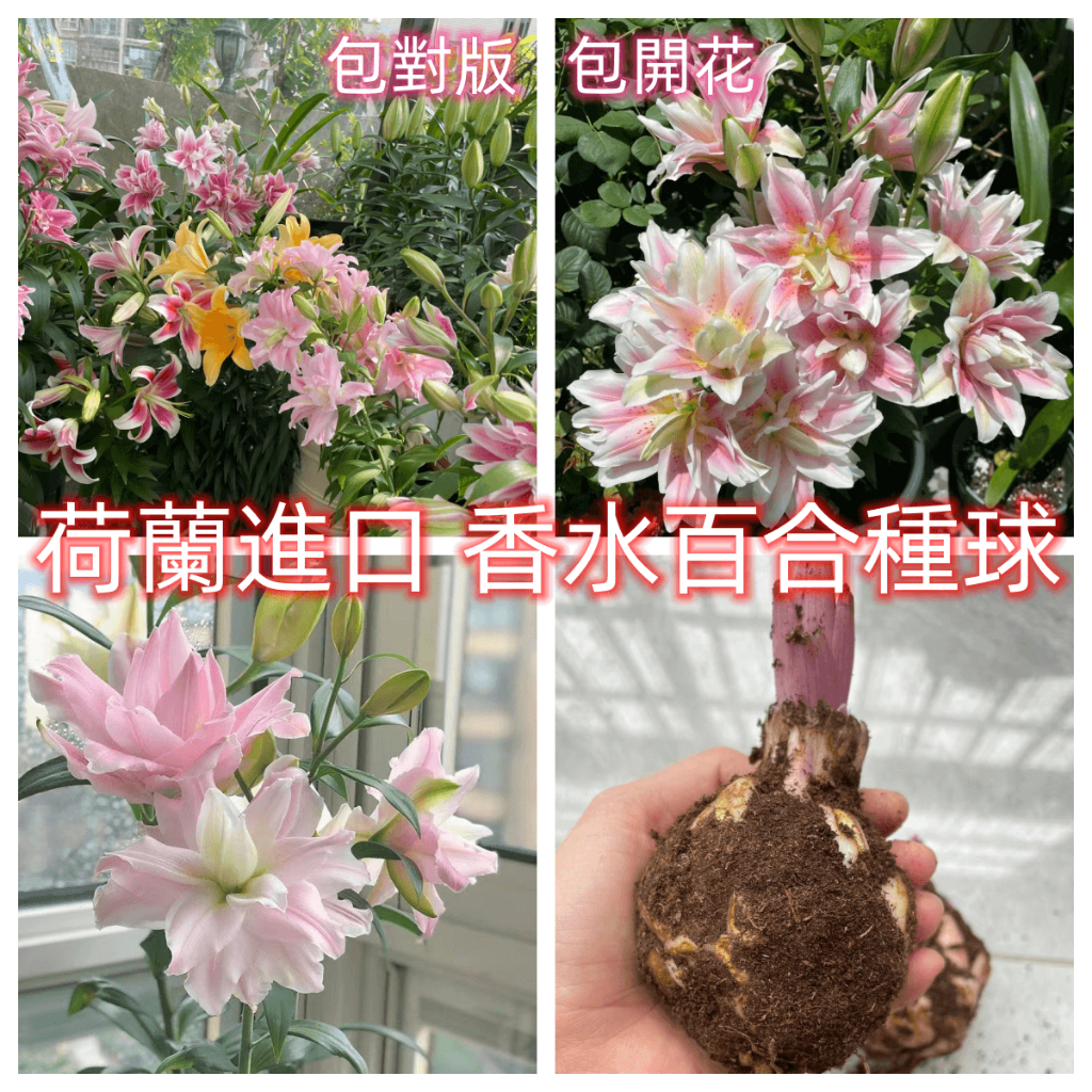 荷蘭進口【香水百合種球】濃香型百合球莖 耐寒易種植 百合花帶芽發貨