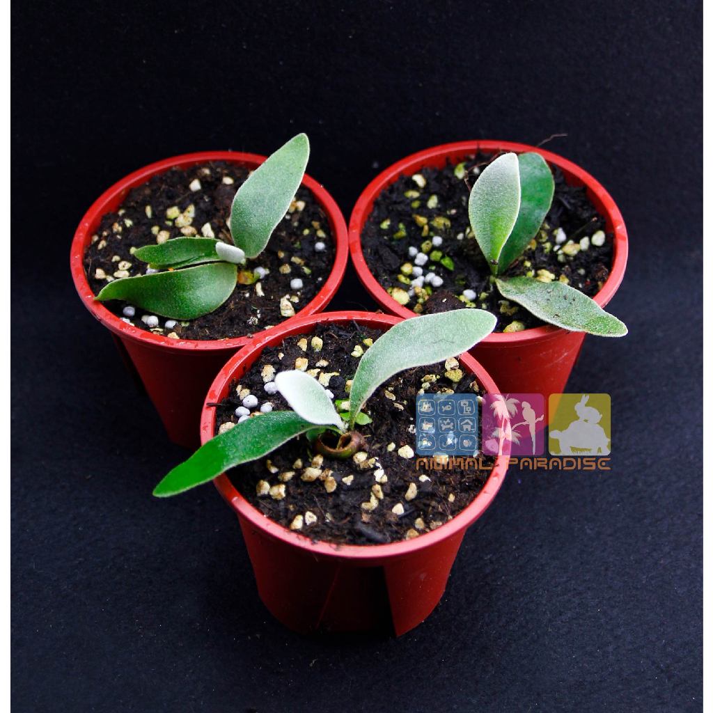 檸檬鹿角蕨/ P. veitchill cv. lemoine /綠化環境植物/雷電/上板/盆栽植物/銀鹿/植物種植