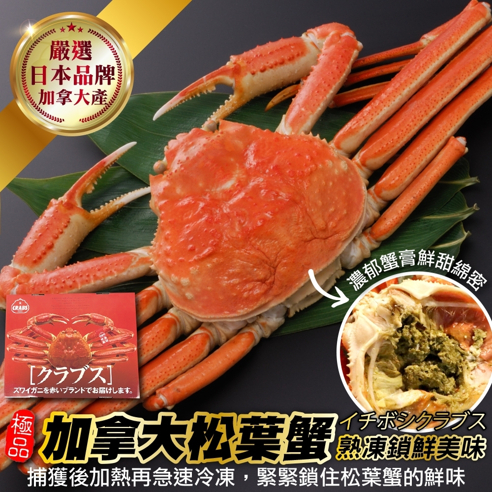 日本品牌加拿大熟凍松葉蟹(整隻)(每隻350-500g)【海陸管家】滿額免運 松葉蟹 熟蟹 蟹腳 熟松葉蟹 蟹肉 蟹鉗