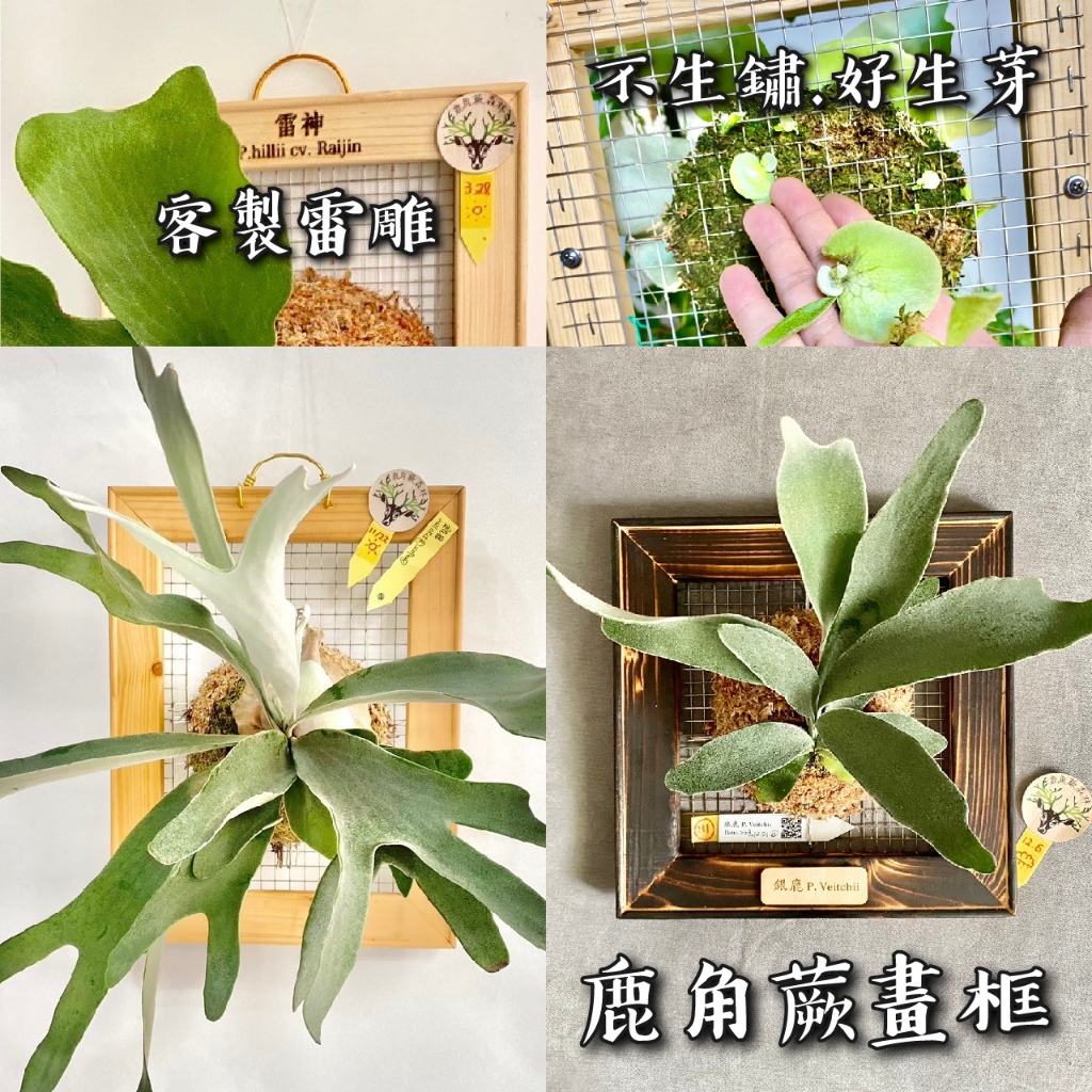 【鹿角蕨畫框(原木/碳化)】鹿角蕨森林-鹿角蕨 框 / 鹿角蕨上板／木框／窗框／植床板／ 白鐵網／鹿角蕨板材／植物板