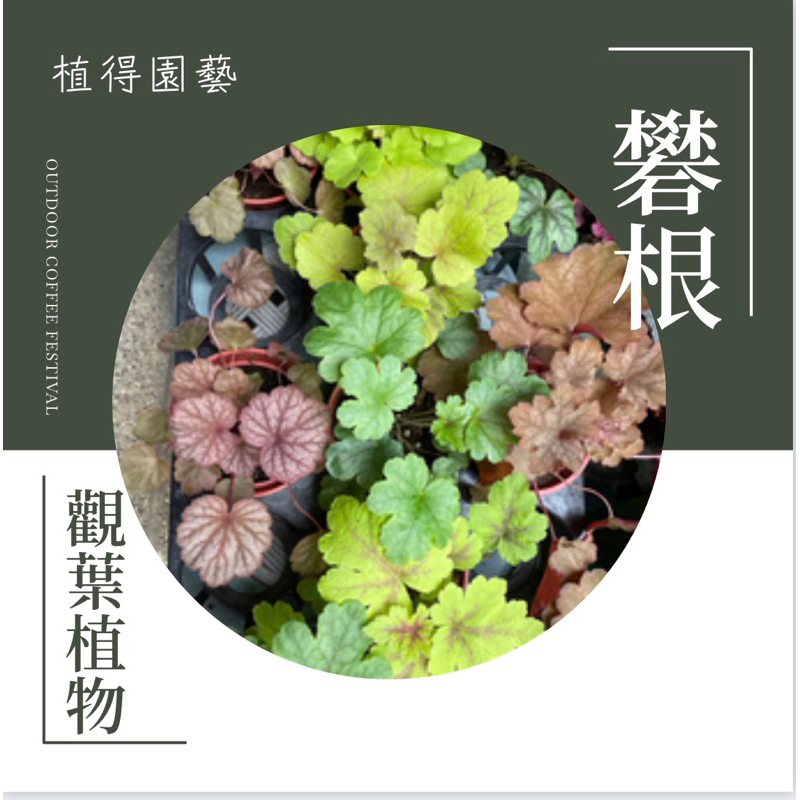 植得｜礬根｜觀葉植物｜多年生草本