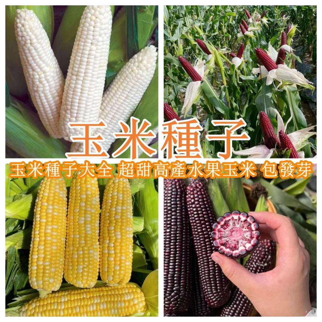 玉米種子大全 超甜高產水果玉米 白龍王玉米 草莓玉米 香甜軟糯 大棒 高產型 可生吃 四季種子超高發芽率