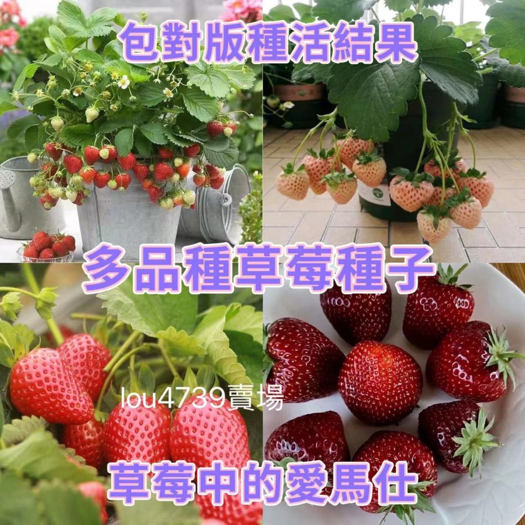 【草莓種子】黑珍珠草莓種子盆栽四季結果奶油草莓苗種室內陽台植物黑草莓種子