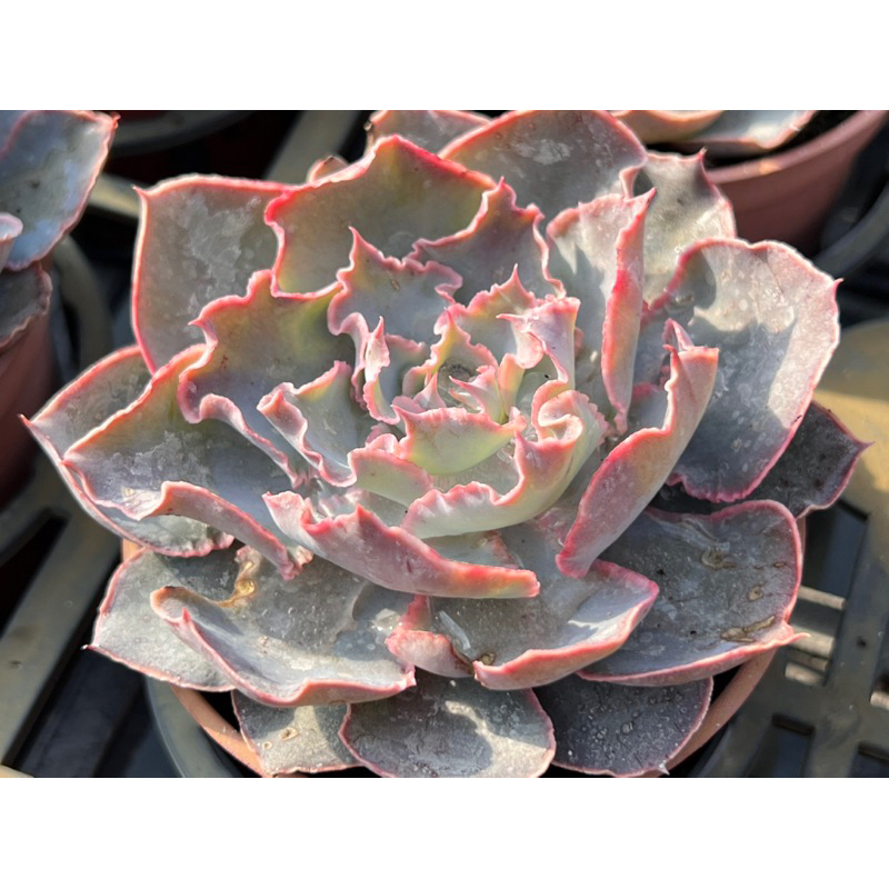 【多肉好好買】三寸盆 星辰 多肉植物 現貨