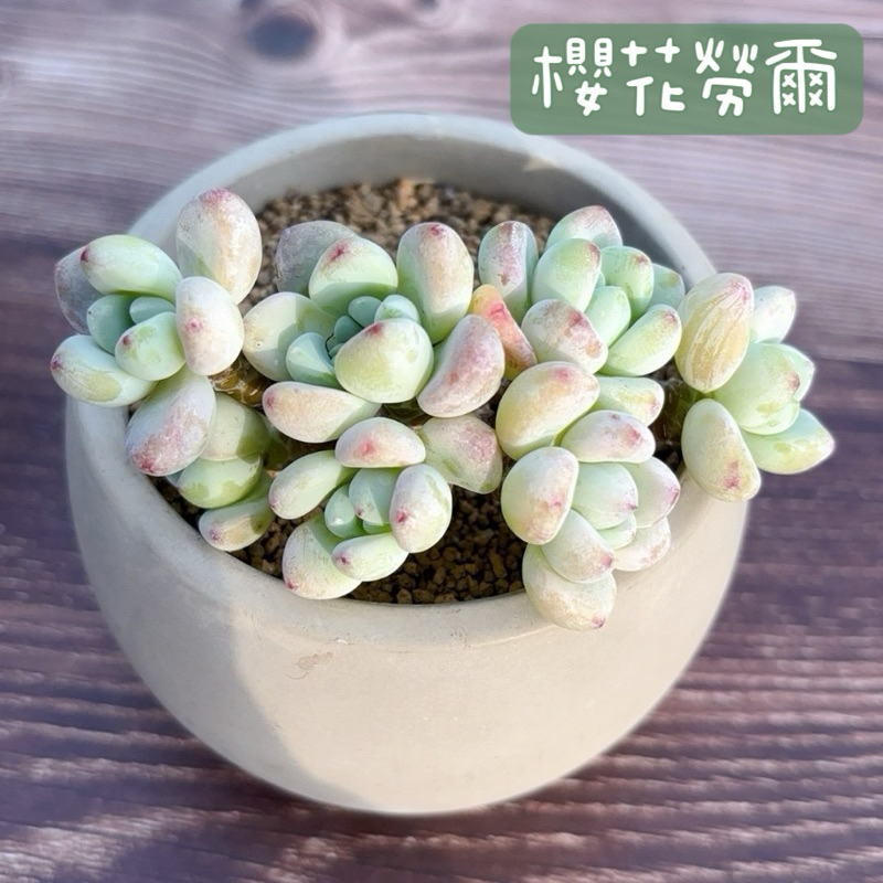 ≡植綠人生≡🌴櫻花勞爾🌴韓國多肉│景天科│多肉植物│韓肉│多肉│療癒│植栽│盆栽│送禮│辦公室│陽台│