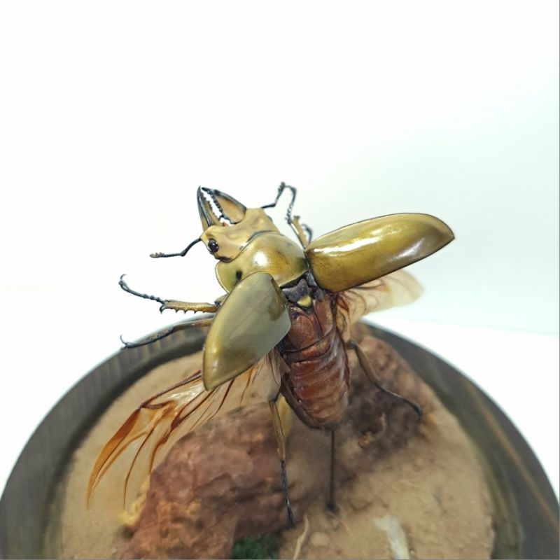 【WuWen's Handmade Shop】馬場黃金鬼鍬形蟲-生態標本-有興趣歡迎聊聊