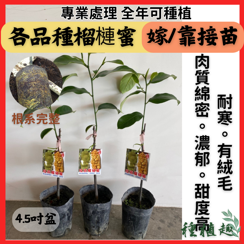 [種植趣]榴槤蜜 嫁接 靠接 品種純正 白玉 一條龍 台東紅 甜滋 秋蜜 馬肚 紅喜 粉蜜冰淇淋 ch28 紅金蜜 真香