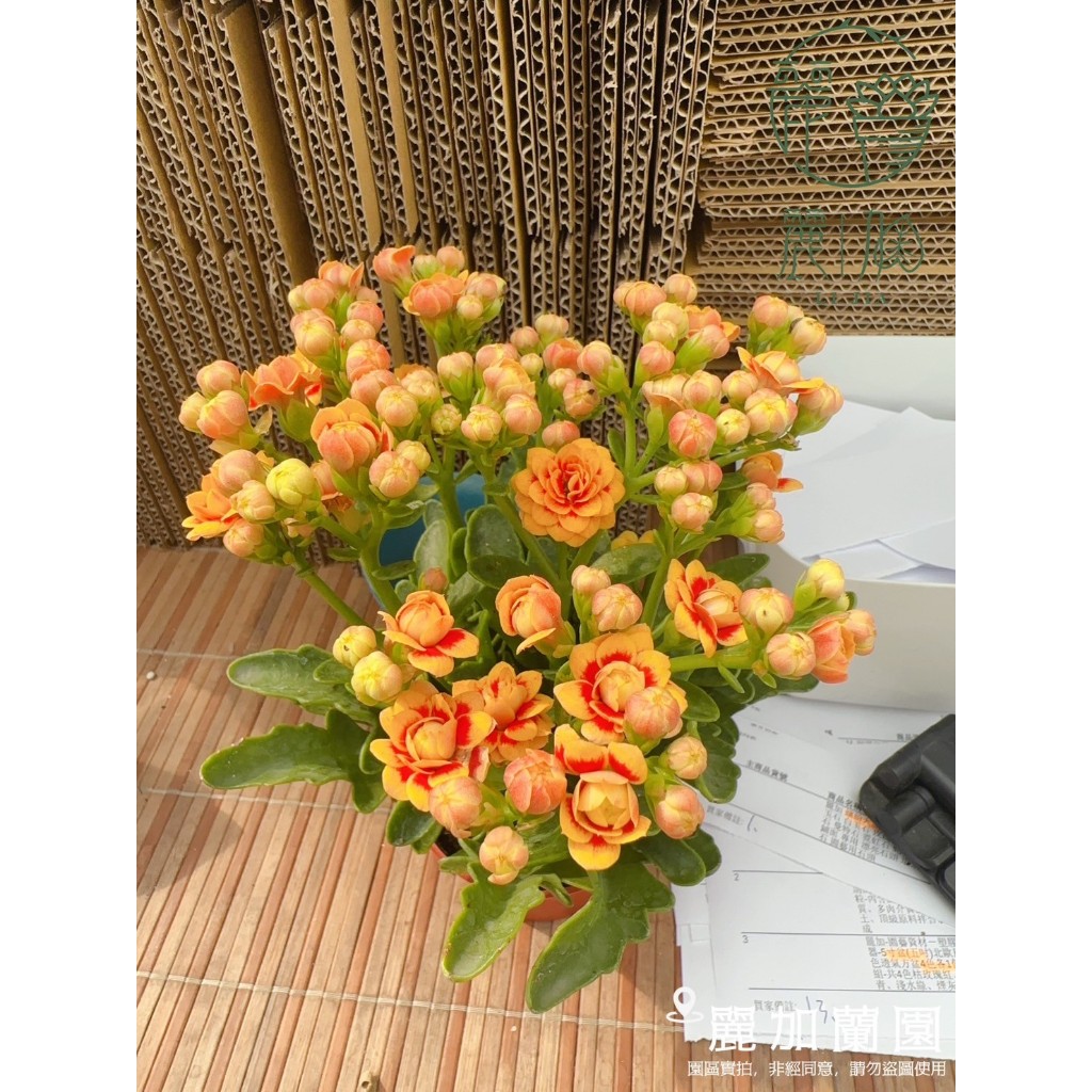 麗加-金吉利-極美的黃紅色系花朵-重瓣長壽花-數量少售完為止！多肉植物-花期很長的開花植物-從開花道謝完大約都有一百天