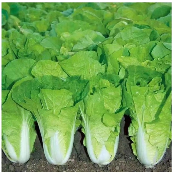 ✨奶油小白菜種子 四季菜園蔬菜奶油快菜7天發芽一個月採摘紫白菜蔬菜可多次採摘