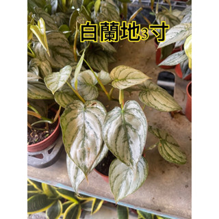 霏霏園藝白蘭地 蔓綠絨3吋盆特價一棵500元原價600元