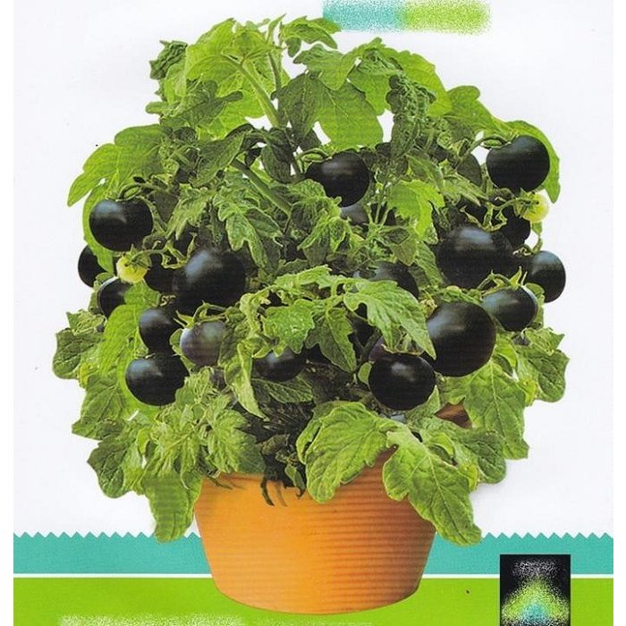 【大包裝蔬菜種子B036】黑珍株盆栽番茄~~自封頂，既適合盆栽又適宜露地種植，定植到採收約60天。
