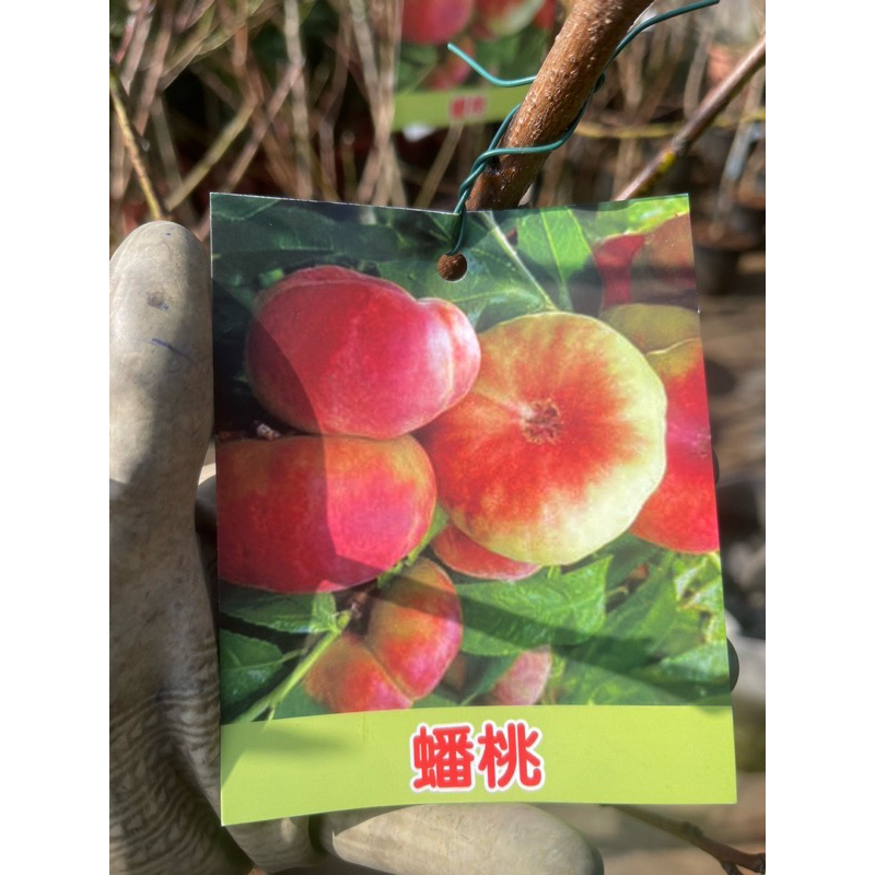 霏霏園藝蟠桃   水蜜桃各種品種每棵1400元5-6年苗生果了