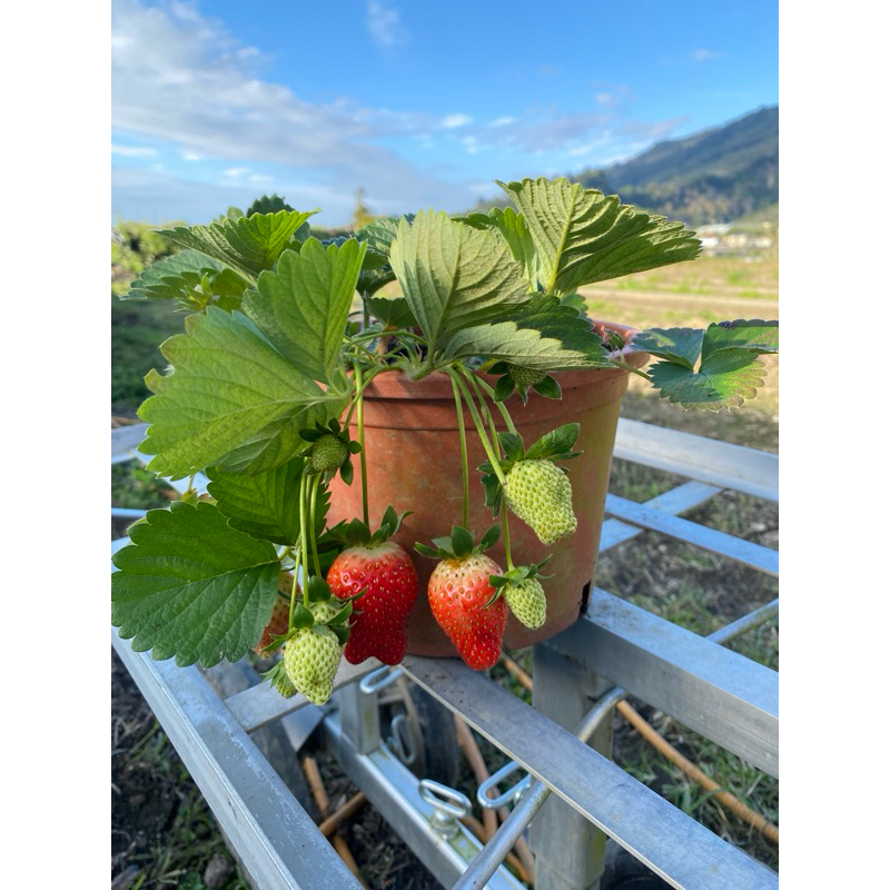 苗栗大湖🍓馬那邦山 美姬、香水草莓 母株