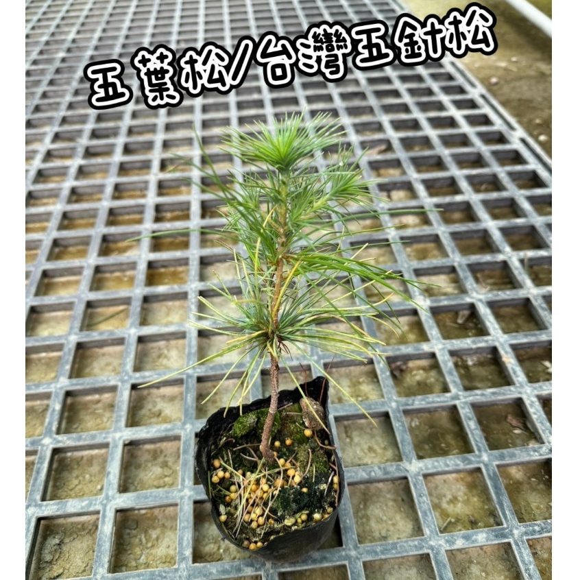 五葉松短葉的價格推薦- 2026年7月| 比價比個夠BigGo