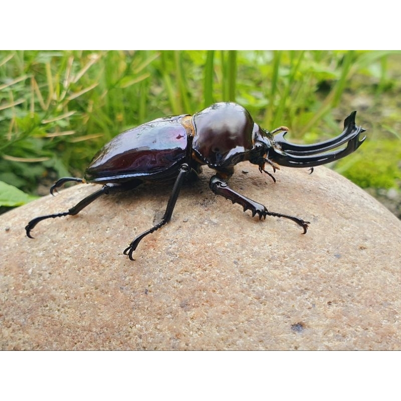 彩虹鍬形蟲🐞 甲蟲🐞🐞 精密可動電子太陽能模型 非活蟲