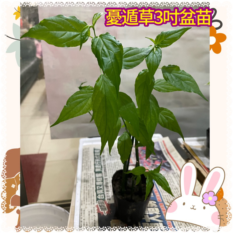 《促銷》小尖葉憂遁草/憂頓草/鱷嘴花/沙巴蛇草 /3吋盆