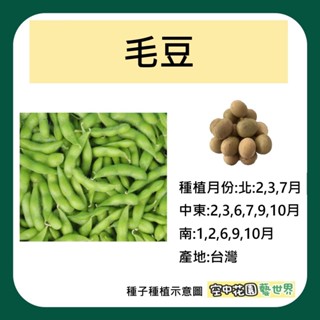 【台灣出貨 電子發票】毛豆 種子 50顆 菜籽 鹽味毛豆 空中花園藝世界