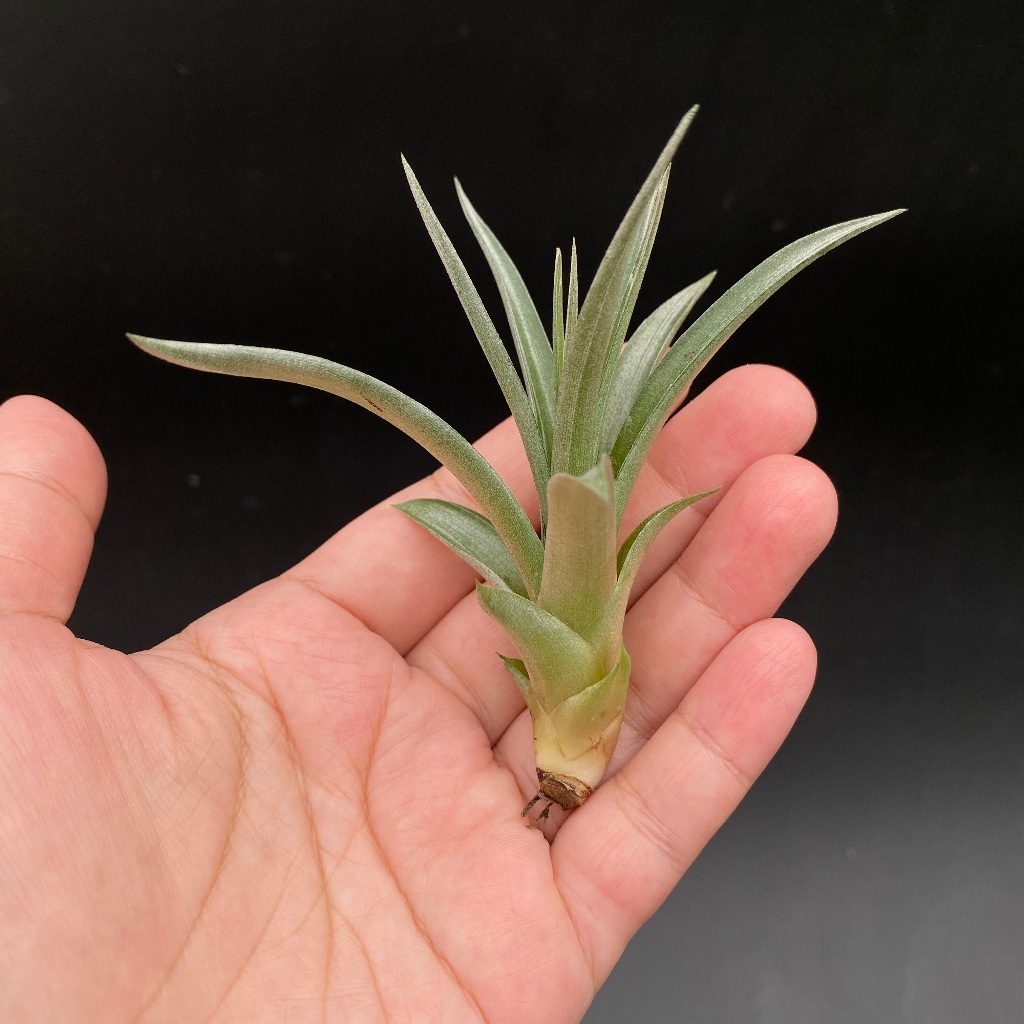 煙火X費西 Tillandsia flabellata X fasciculata 空氣鳳梨