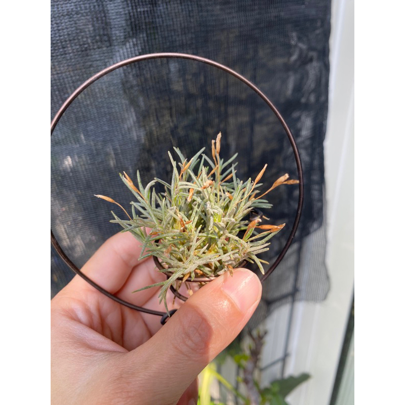 空氣鳳梨 卡畢拉瑞斯 Tillandsia capillaris