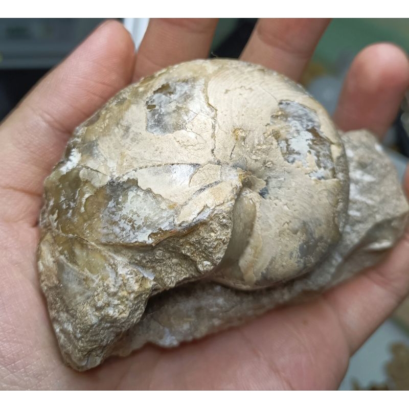 [程石] 摩洛哥  方解石化阿圖角石/鸚鵡螺化石