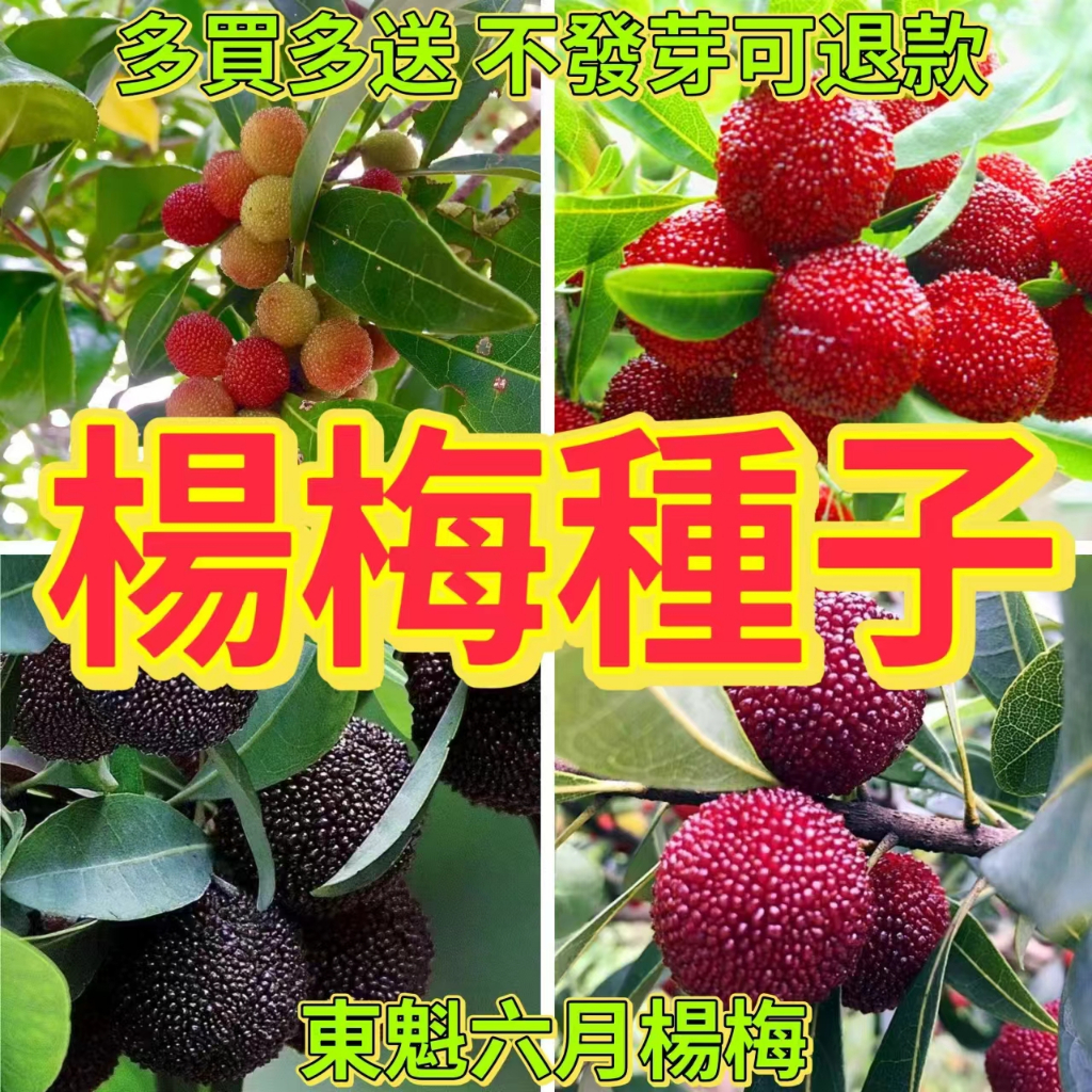 🔥楊梅種子🍓東魁楊梅 黑炭楊梅 白蒂梅種子 早熟楊梅盆栽地栽高產果樹 四季種植 水果種子