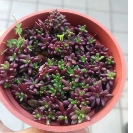 紫米粒(紫米飯/姬松葉牡丹/米粒花) 3吋 帶盆出/多肉植物/馬齒莧科 馬齒莧屬