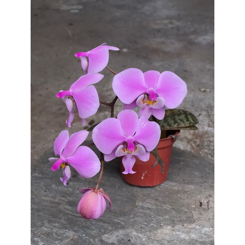 Phal.schilleriana (編號A)