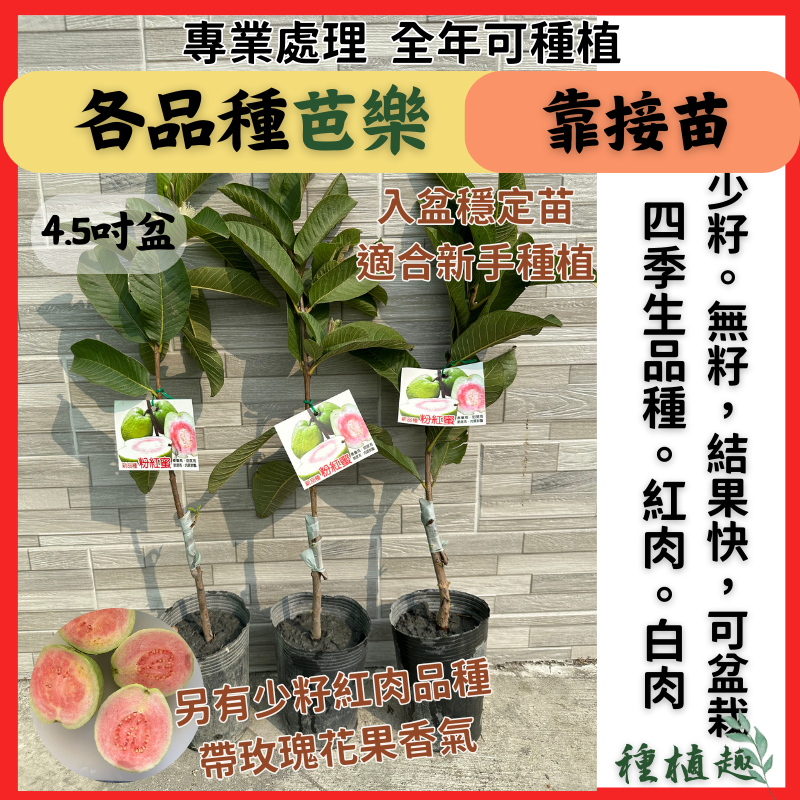 ［種植趣］新品種 芭樂苗 紅心芭樂 無籽 少籽拔 珍珠 水晶 水蜜拔 紅拔 紅寶石 紅肉西瓜 紅鑽 翠玉 香芭樂 粉紅蜜